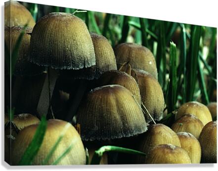 Mica Cap Mushrooms Canvas Print