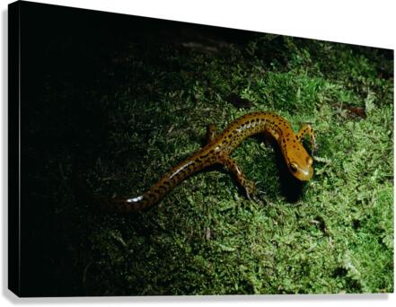 Northern Dusky Salamander Canvas Print