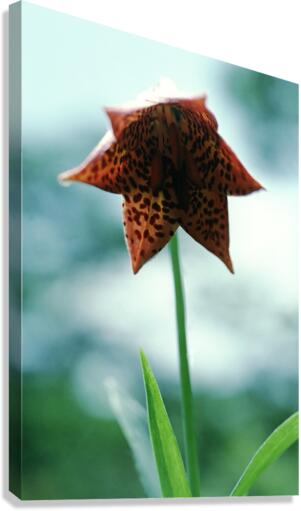Orange Bell Lily Canvas Print