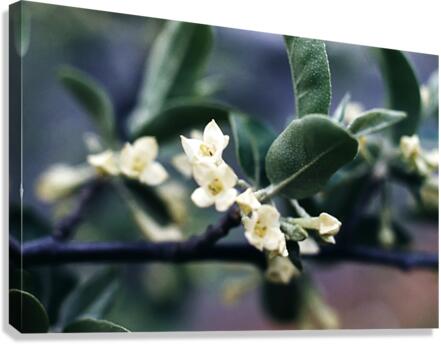 Russan Olive Canvas Print