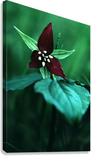 Wake Robin Trillium Canvas Print