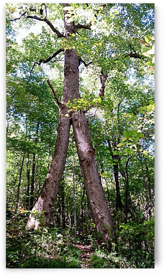 Warrior Tree by Greene Safaris Productions 
