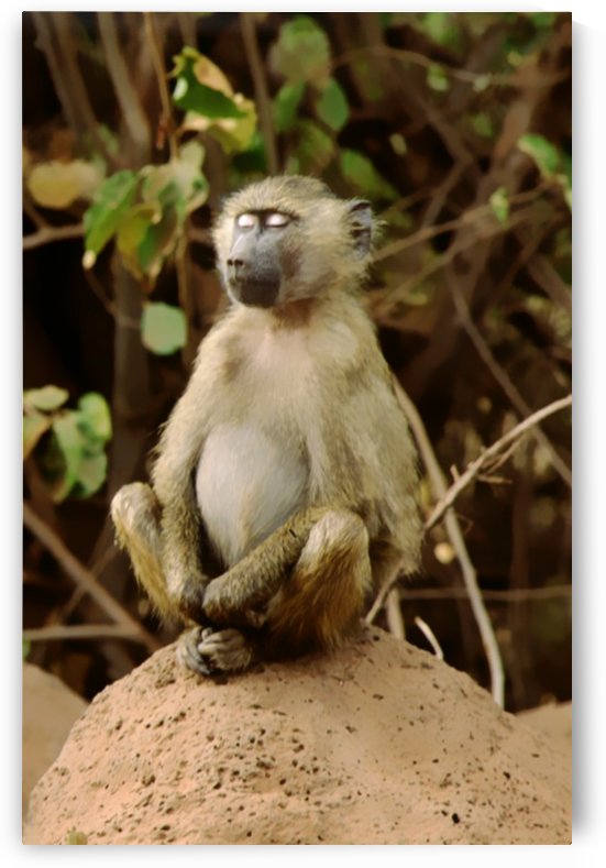 Buddha Baboon  by Greene Safaris Productions 