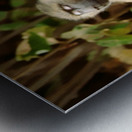 Buddha Baboon  Metal print