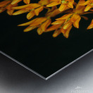 Butterfly Weed Metal print