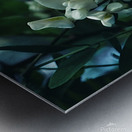 Black Locust Metal print