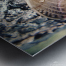 Polyphemus Moth Metal print