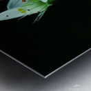 Cliff Saxifrage Metal print