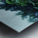 Bristly Locust Metal print