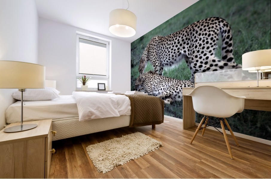 Friendly Cheetahs Mural print