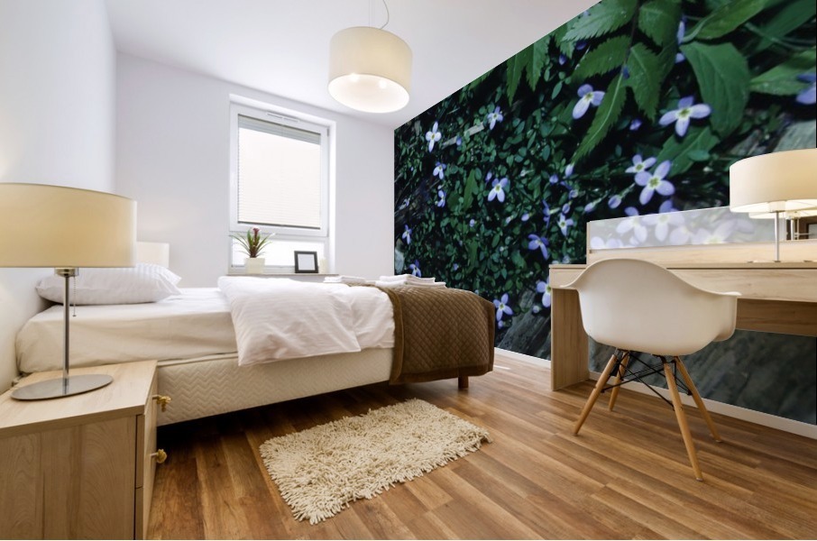 Little Bluets  Mural print