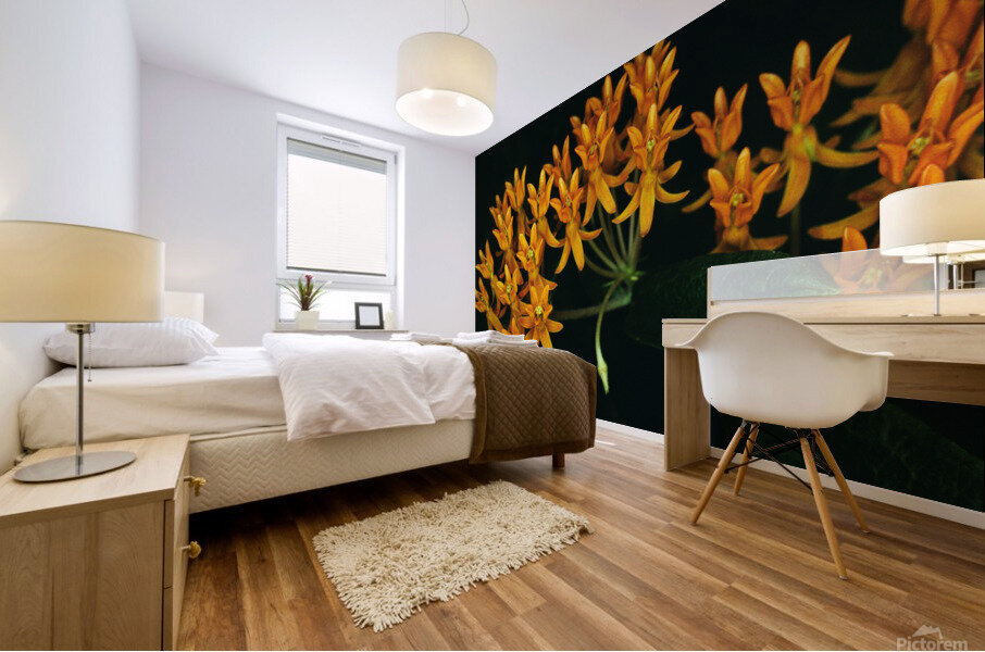 Butterfly Weed Mural print