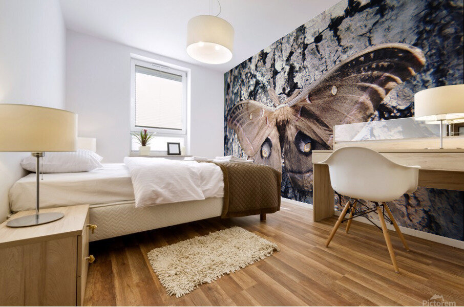 Polyphemus Moth Mural print