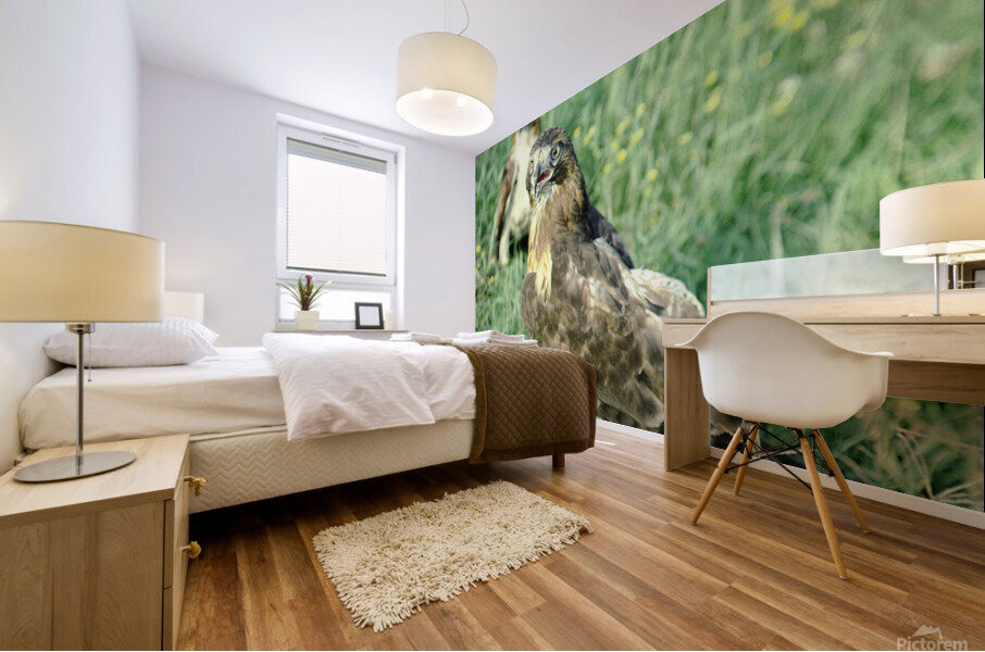 Surprised Hawk Mural print