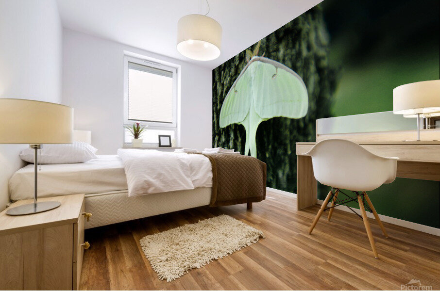 Luna Moth Mural print