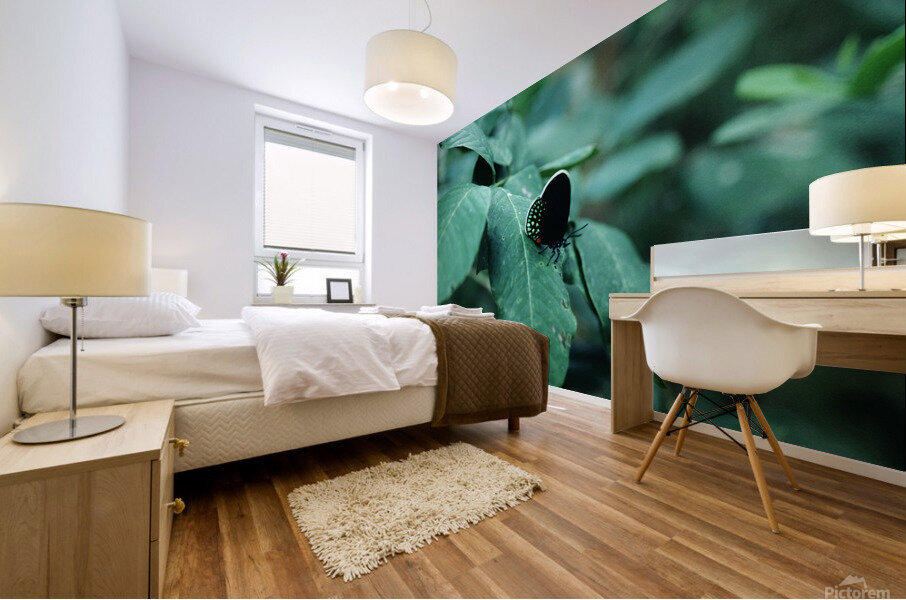 Atala Butterfly Mural print