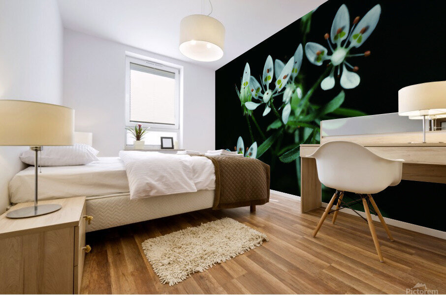Cliff Saxifrage Mural print