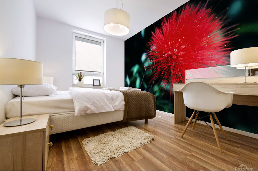 Red Bottlebrush Mural print