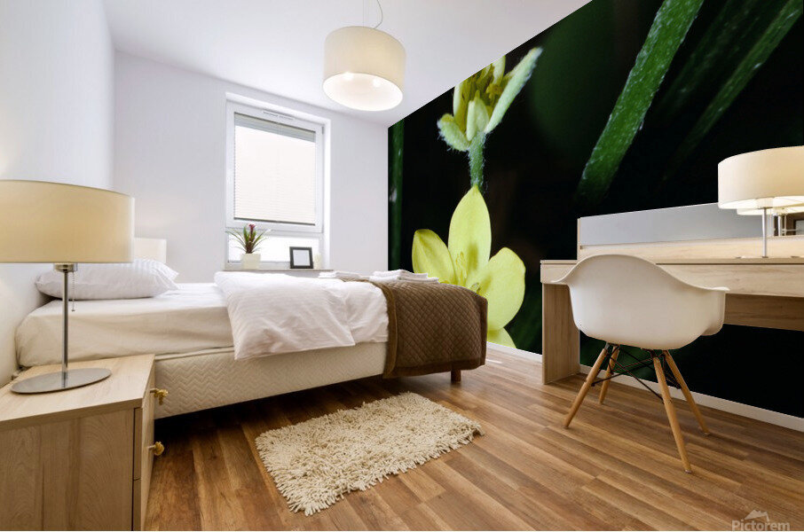 Yellow Star Grass Mural print