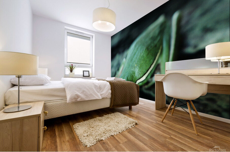 Downward Facing Frog Mural print