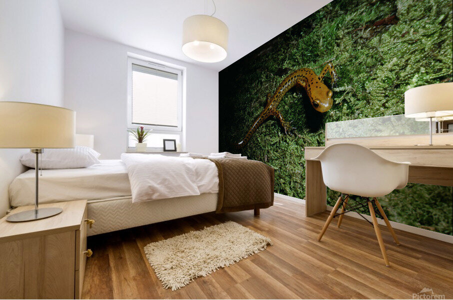 Northern Dusky Salamander Mural print