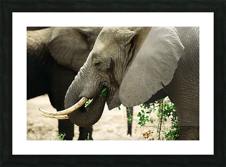 Elephant Grazing Picture Frame print