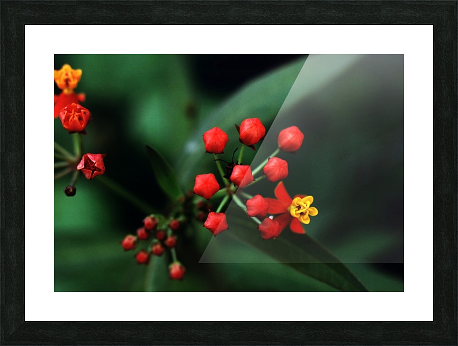 Little Bug Picture Frame print