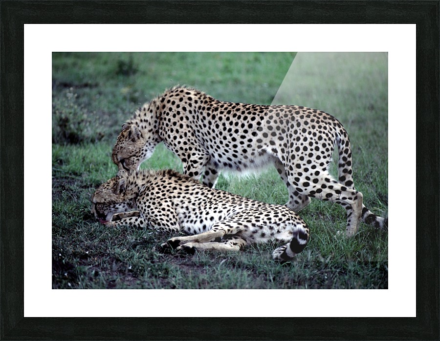 Friendly Cheetahs Picture Frame print
