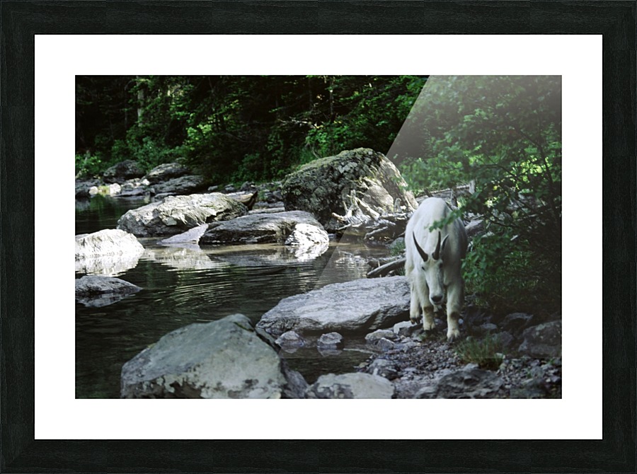 Mountain Goat Picture Frame print