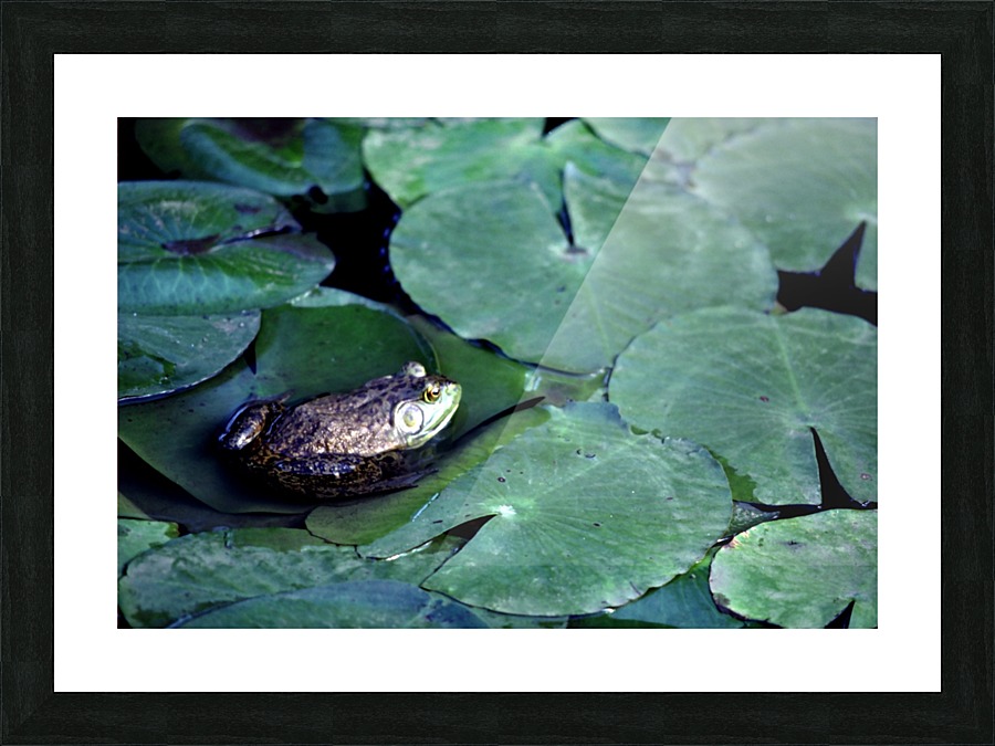 Frog on Lilies Picture Frame print