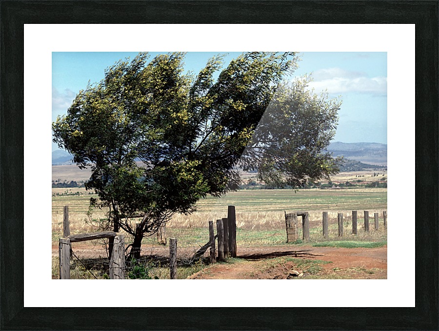 Windswept Tree Picture Frame print