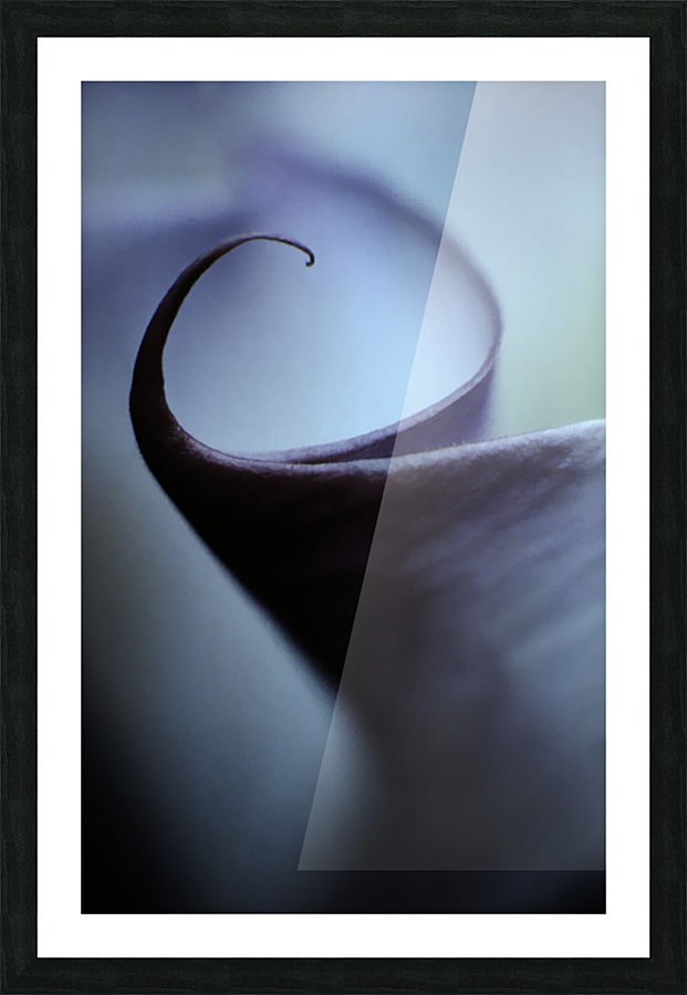 Flower Curl Picture Frame print