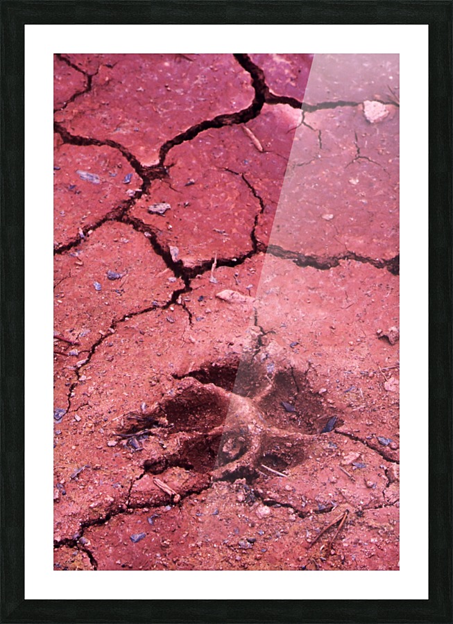 Dog Track Picture Frame print