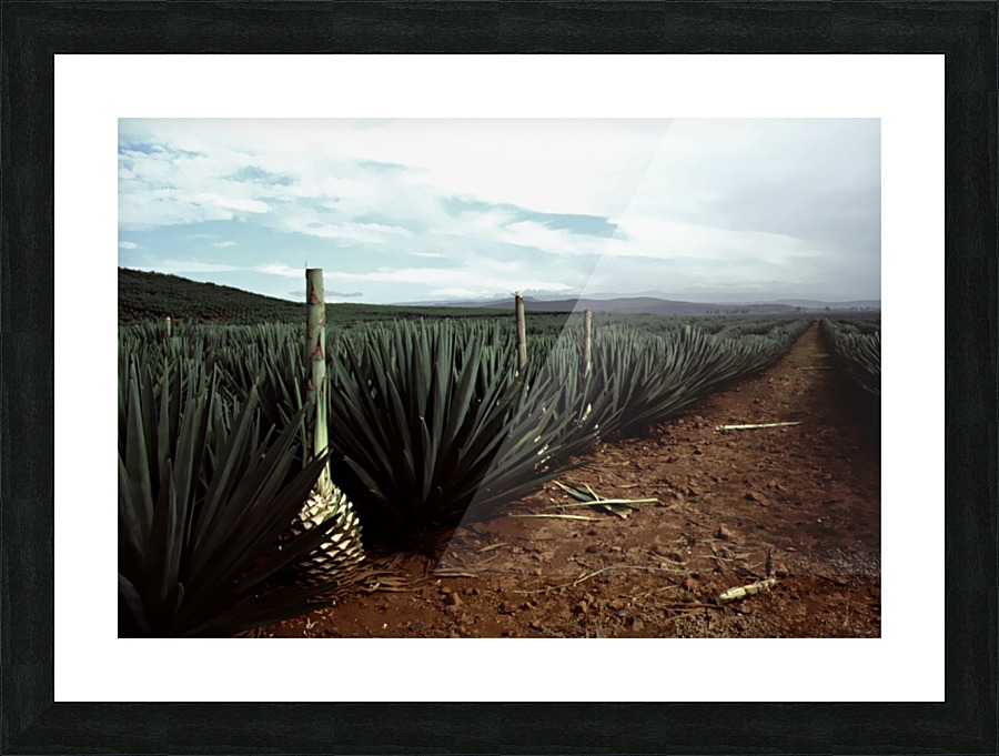 Stormy Tequila Picture Frame print