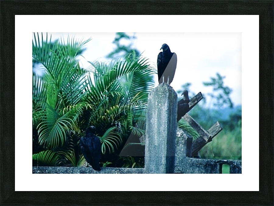 Grave Vultures Picture Frame print
