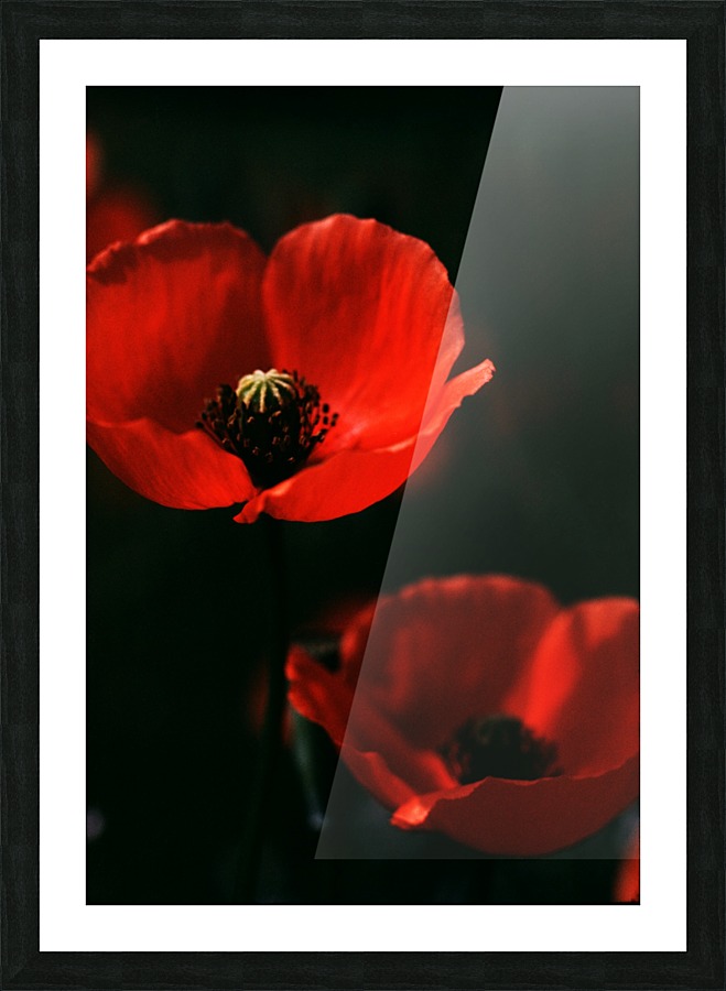 Large Poppies Picture Frame print