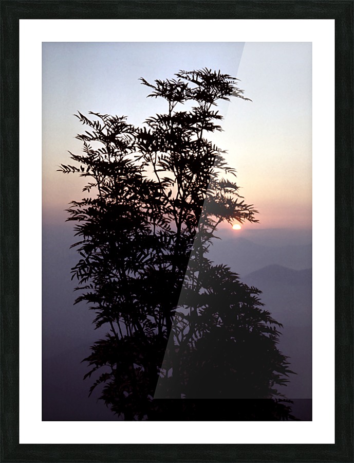 Mountain Ash Picture Frame print