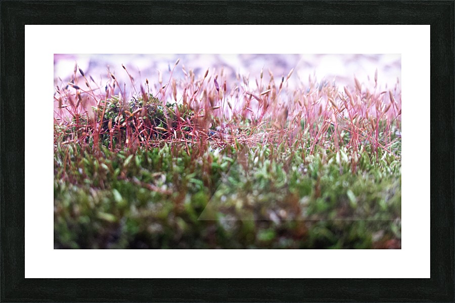 Soft Pink Picture Frame print