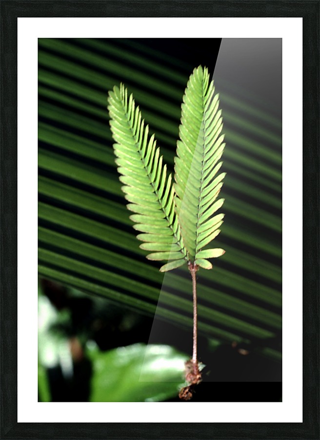 Feathered Fans Picture Frame print