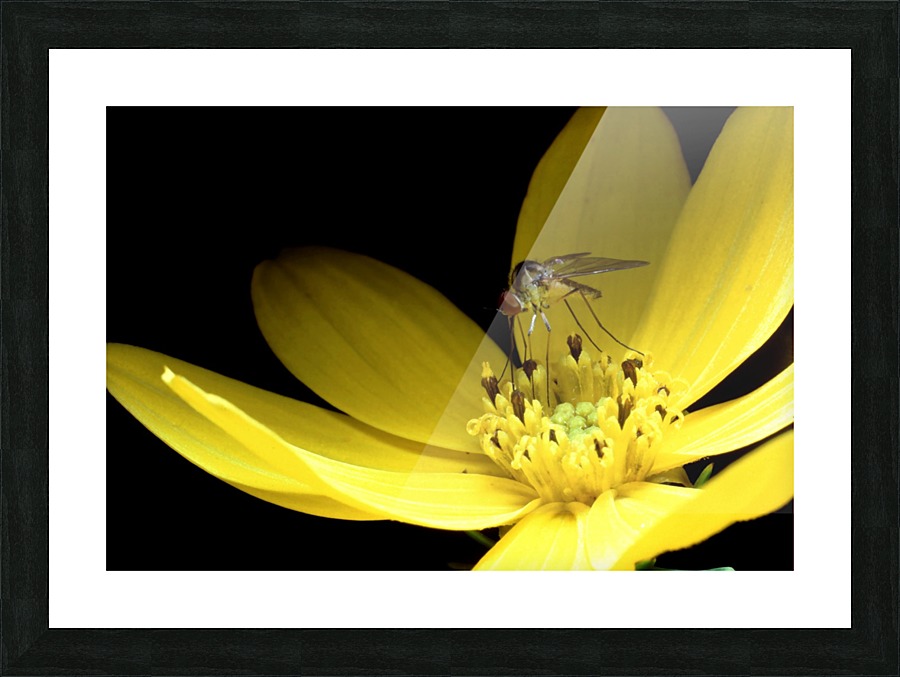 Biting Flower Picture Frame print