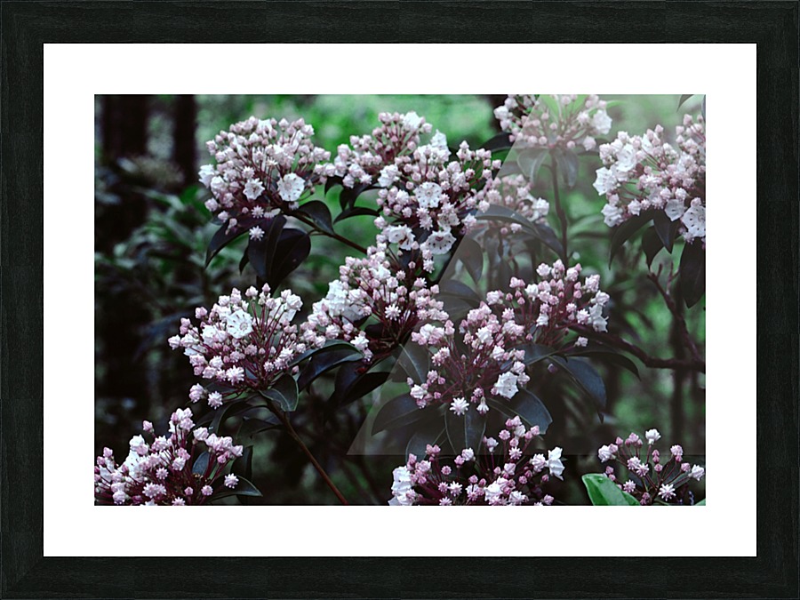 Mountain Laurel Picture Frame print