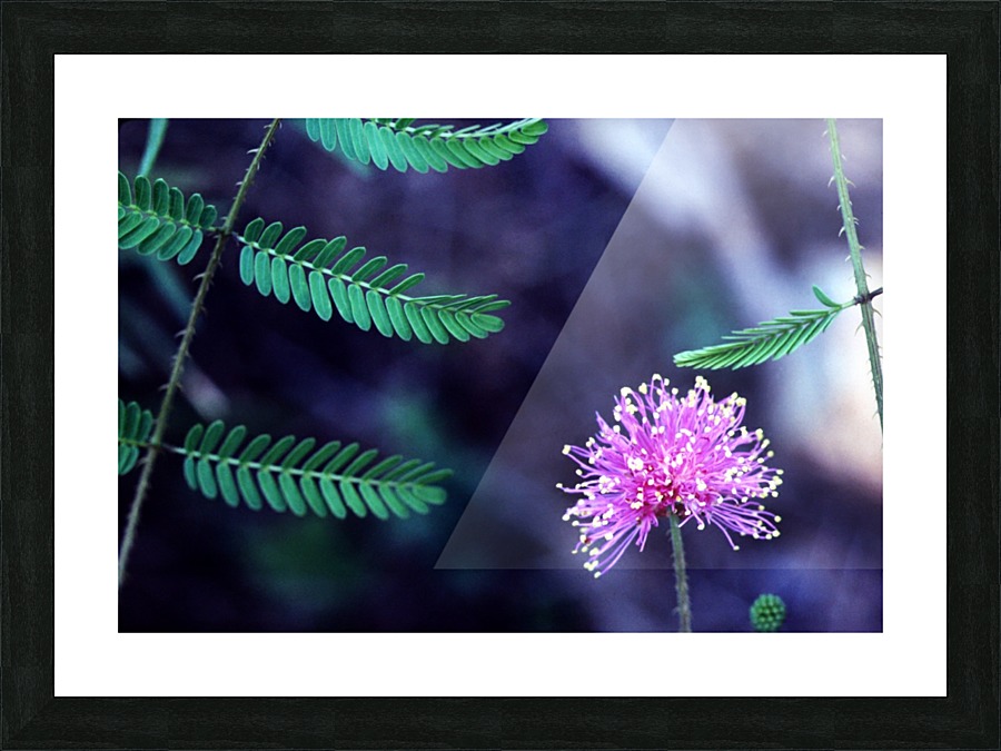 Explosive Mimosa Picture Frame print