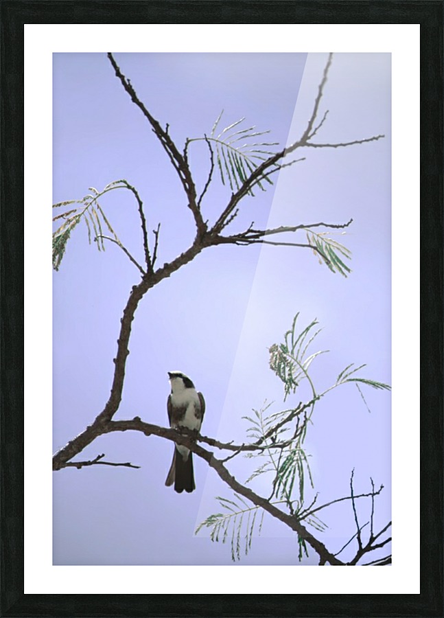 Ode to Audubon Picture Frame print