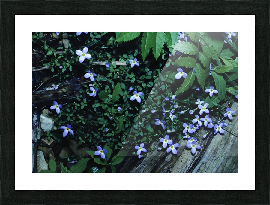 Little Bluets  Picture Frame print