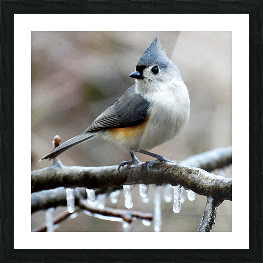 Winter Titmouse Picture Frame print