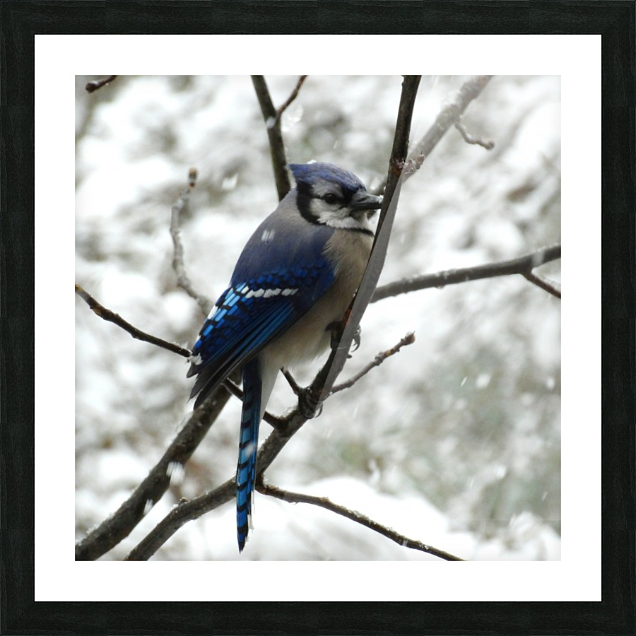 Winter Blue Jay Picture Frame print