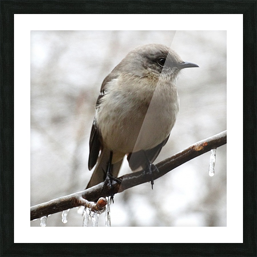 Winter Eastern Phoebe Picture Frame print