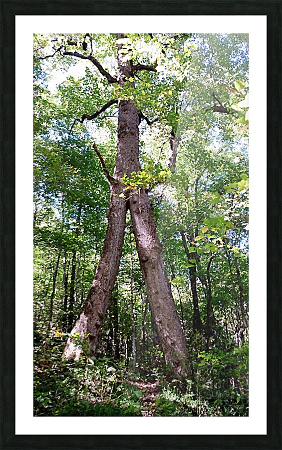 Warrior Tree Picture Frame print