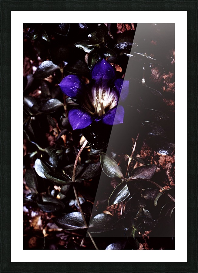 Nebulous Flower Picture Frame print