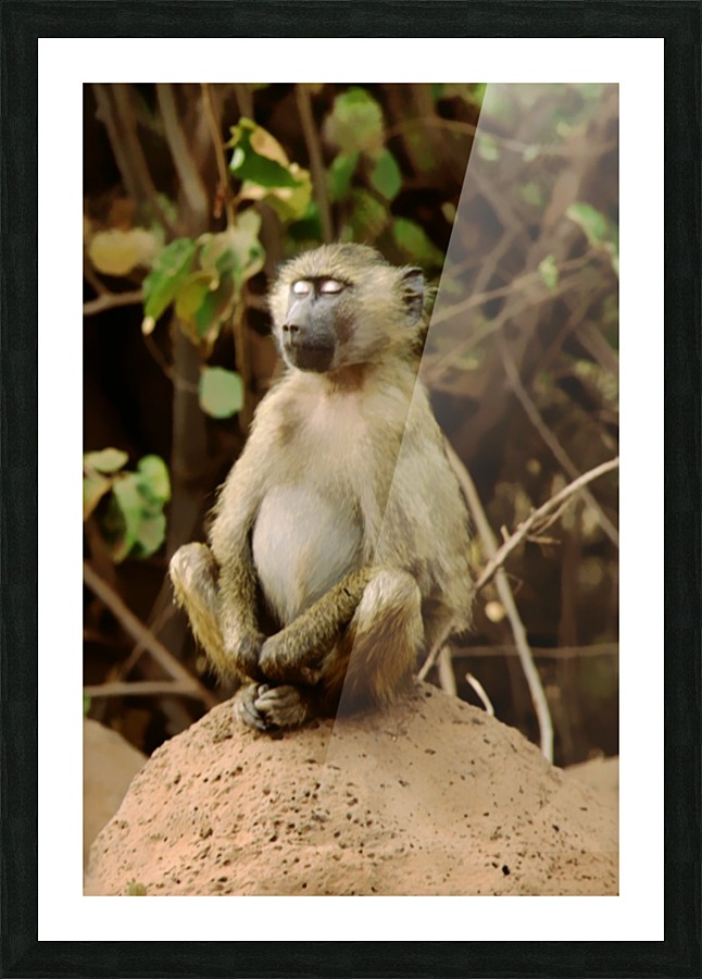 Buddha Baboon  Picture Frame print